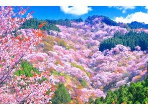 プランの魅力 吉野山赏樱 の画像