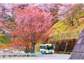 プランの魅力 요시노산에서의 꽃놀이 の画像