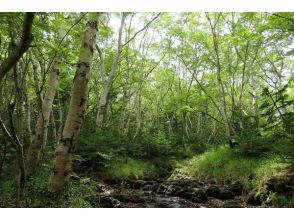 プランの魅力 Enjoy the nature-filled Subashiriguchi route の画像