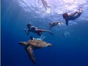 プランの魅力 カメと近くで泳げる事も の画像