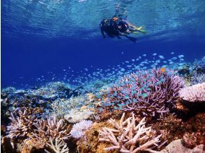 プランの魅力 Japan's largest coral reef! の画像