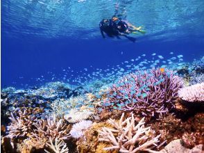 プランの魅力 日本が誇る最大級のサンゴ礁！ の画像