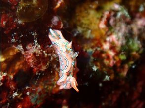 プランの魅力 We also offer macro diving! の画像