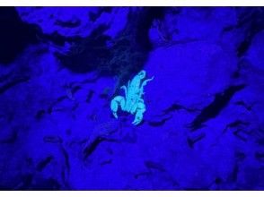 プランの魅力 COCO宮古島ではサソリが見れる？ の画像