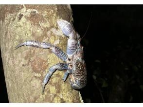プランの魅力 沢山の生物に出会える の画像