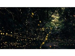 プランの魅力 ヒメボタル乱舞 の画像