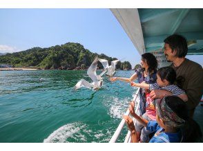 プランの魅力 ウミネコの餌付け体験② の画像