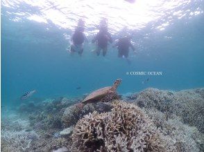 プランの魅力 ウミガメ発見１ の画像