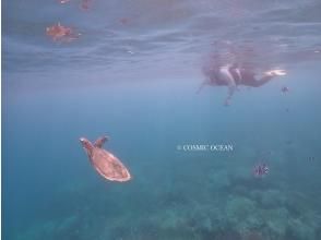 プランの魅力 ウミガメ２ の画像