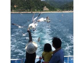 プランの魅力 ウミネコの餌付け体験② の画像