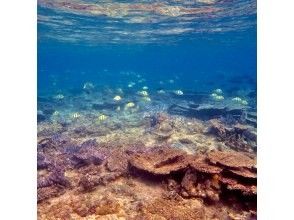 プランの魅力 お魚たくさん♪ の画像