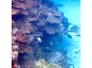 プランの魅力 珊瑚の棚 の画像
