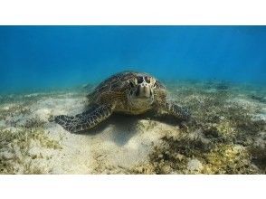 プランの魅力 绿海龟进食 の画像