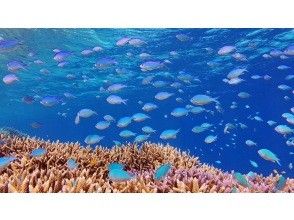 プランの魅力 色とりどりのサンゴや魚たち の画像