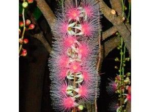 プランの魅力 満開のサガリバナ の画像
