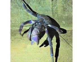 プランの魅力 大自然のジャングル探検 の画像