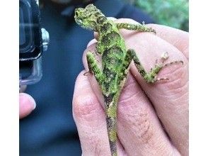 プランの魅力 カワイイ！キノボリトカゲ の画像