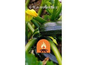 プランの魅力 ズッキーニと新玉葱の収穫体験です の画像