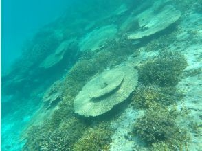 プランの魅力 サンゴ礁が広がる海でシュノーケル の画像