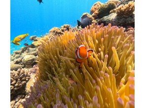 プランの魅力 水納島の生き物 の画像