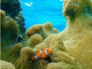 プランの魅力 リアルニモに会いに行こう♪ の画像