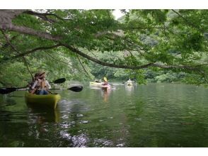 プランの魅力 春の新緑の洞元湖は、まるで緑のトンネルを進むよう の画像