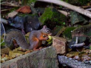 プランの魅力 自然豊かな洞元湖では、野生生物との偶然の出会いも の画像