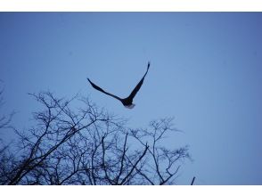 プランの魅力 シロザケを狙ってやってくる猛禽類 の画像
