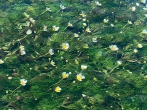 プランの魅力 夏の主役 の画像