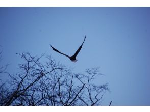 プランの魅力 シロザケを狙ってやってくる猛禽類 の画像