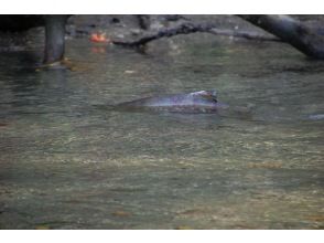 プランの魅力 秋・冬の主役、シロザケ。 の画像