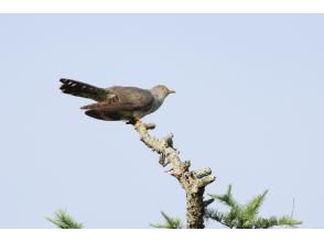 プランの魅力 野鳥が一番元気な時間 の画像