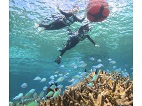 プランの魅力 サンゴや熱帯魚も! の画像