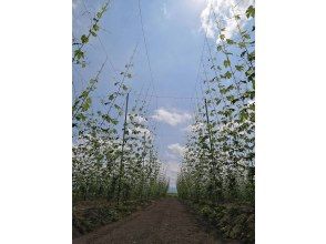 プランの魅力 5月はホップの間引き（選芽）をします！ の画像