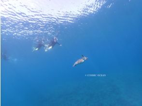 プランの魅力 ウミガメ発見 の画像