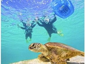 プランの魅力 ウミガメ遭遇率100%継続 の画像