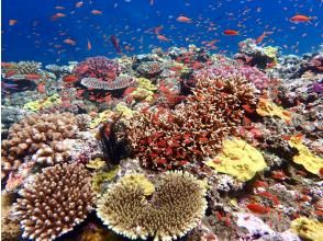 プランの魅力 圧巻のサンゴ礁 の画像