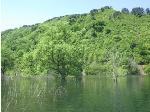 プランの魅力 期間限定のミニ水没林 の画像