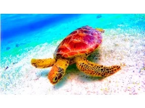プランの魅力 The best clear SUP & snorkel experience at Secret Beach! の画像