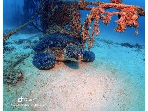 プランの魅力 慶良間といえばウミガメ♪ の画像