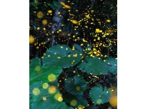 プランの魅力 日本一小さなホタルの幻想的な光の空間♪ の画像