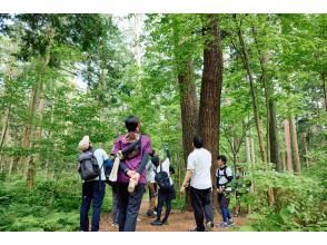 プランの魅力 Therapeutic walk in the red pine forest & mini workshop to make your own souvenir の画像