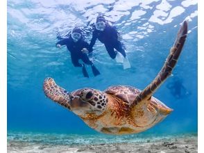 プランの魅力 ウミガメにも会える♪ の画像