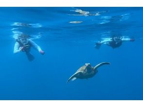 プランの魅力 ウミガメと一緒に泳ぎましょう♪ の画像