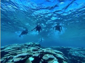 プランの魅力 大自然が生み出したサンゴ礁 の画像