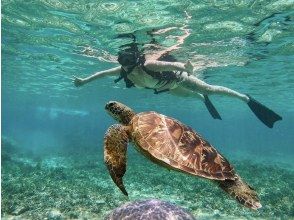 プランの魅力 ウミガメと泳げる!! の画像