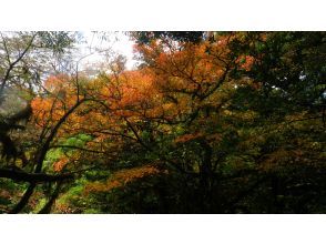 プランの魅力 紅一点な鮮やかさに紅葉♪ の画像
