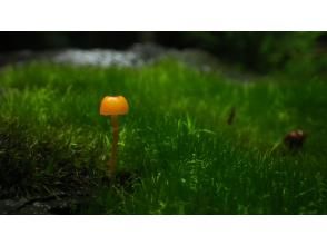 プランの魅力 謎の生物の菌類も面白い！？ の画像