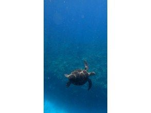 プランの魅力 ウミガメに会えるチャンスかも! の画像