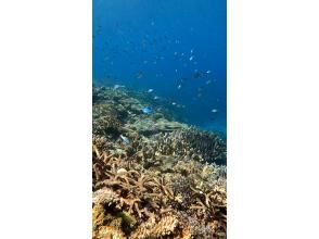 プランの魅力 色とりどりのサンゴと熱帯魚が海を彩ります。 の画像